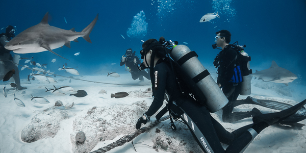 'De cerca', el documental en el que verás a Laura Madrueño entre tiburones